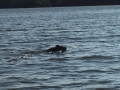 Steve caught this bear swimming from one island to another and took its picture.