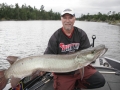 Check out the tail section of Kevin Schmidt's musky ... a big tail and small head!
