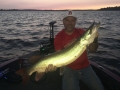 Paul Plank boated this nice evening musky on a topwater while in Steve's boat at the 2017 University of Esox School on Lake of the Woods.