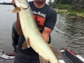 Rob Kivela used a figure-8 to trigger this nice musky while in Steve's boat at the 2017 University of Esox School on Lake of the Woods.