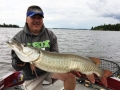 Steve kicked off the University of Esox Musky School on LOTW with this nice musky.