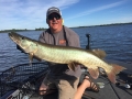 This musky broke a July dry spell for Steve.