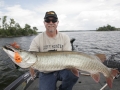 An oncoming storm triggered this musky to bite a Mepps H210.