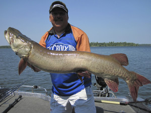 This giant musky was hooked outside the mouth, and author Steve Heiting fought it without pressuring it for fear it would throw the bait. Still, the fight lasted only a little more than two minutes, as proven by a TV camera. Muskies fights are usually brief but spectacular.