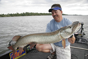 Muskies are not loners. If plenty of food is available, multiple fish may use a spot. Steve Heiting admires one of 12 muskies he and his partners caught off one particular spot in a week's fishing.